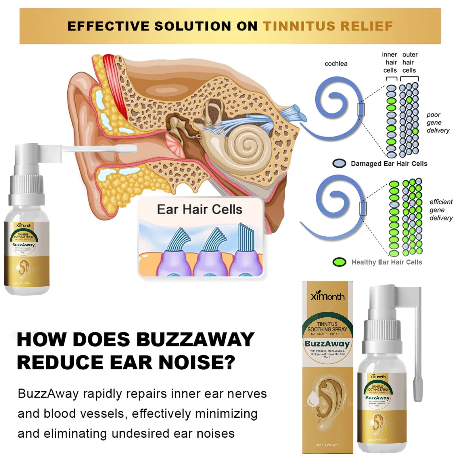 Ear anatomy and hair-cell illustration with the BuzzAway spray